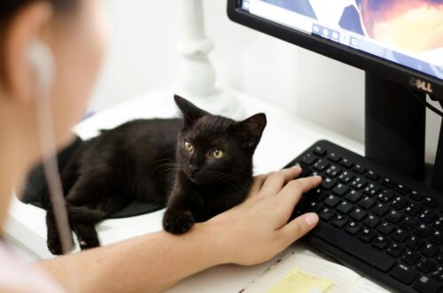 Emotional support animals can bring comfort, joy, and peace of mind.